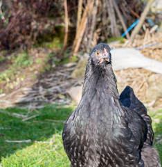 hen and rooster brahma during the day