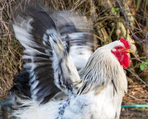 hen and rooster brahma during the day