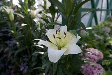 Obraz premium Flowers in the glass house garden 