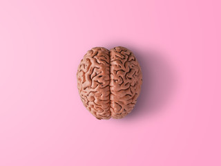 A human brain. Part of anatomy human body model with organ system.	