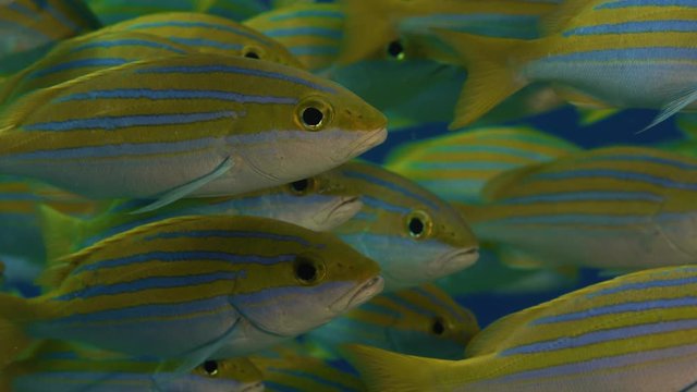 A school of Bluestripped snapper (Lutjanus kasmira) are swimming in Ocean, Maldives, Indian ocean, slow motion