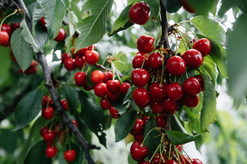 Ripe bunches of red cherries on the branches of a tree