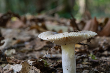 close-up view of a mushroom in the forest