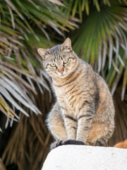 Street cat sits on a large stone on a green background.