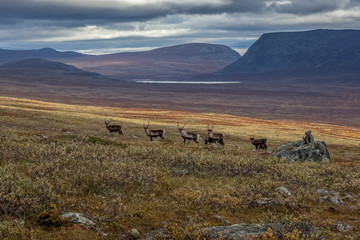 Reindeer herds in Sarek national park, Sweden