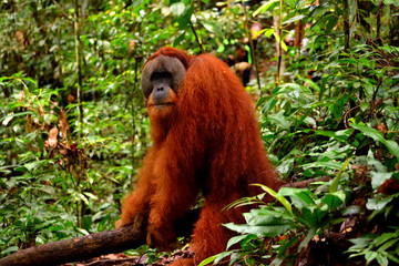 Sumatran orangutan male in the Gunung Leuser National Park © silentstock639