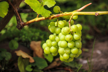grapevinRipe green grapes on a branch in the garden lit by the rays of the morning sune
