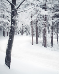 U turn in the mountain, the road is covered with snow. Beautiful pine trees.
