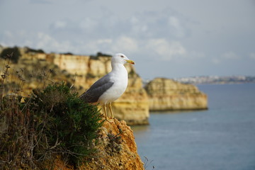 seagull on a rock