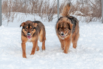Two big, beautiful red dogs walk with their tongues out, trying to catch their breath after playing