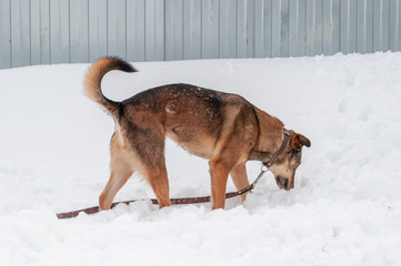 A dog on a walk is recovering from a surgical operation related to the treatment of complications due to heart failure.