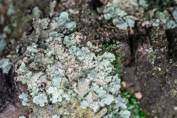 Lichens close-up in pine forest in spring