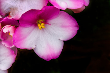 Pink White African Violet Flowers Blooming
