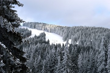 Ski trails in the forest on the mountain © oljasimovic