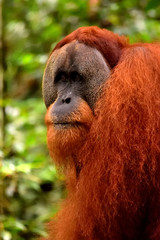 Sumatran orangutan male in the Gunung Leuser National Park