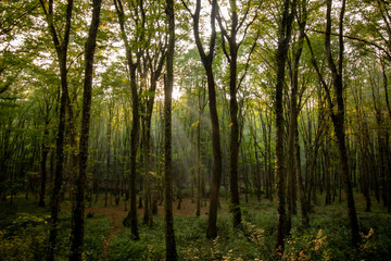 Fototapeta na wymiar forest in autumn with sunlight beams