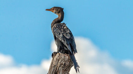 Oiseau - Masaï Mara Kenya