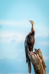 Oiseau - Masa&iuml; Mara Kenya