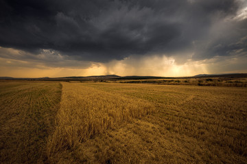 Fototapeta na wymiar Yellow field during a jeavy storm with heavy clouds