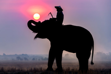 Fototapeta na wymiar Silhouette of an elephant and a mahout at sunrise while traveling to rice fields.
