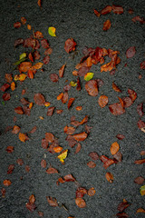 Herbst Laub Blätter Straße