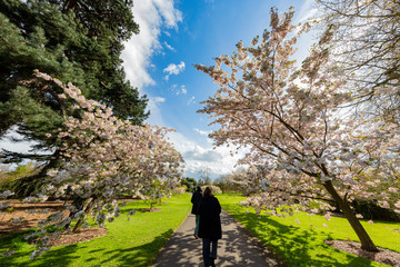 Fototapeta premium The beautiful natural landscape of the Kew Garden