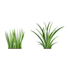 Green grass. Elements of landscape lawns. Vector illustration.
