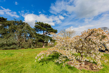 Fototapeta na wymiar The beautiful natural landscape of the Kew Garden