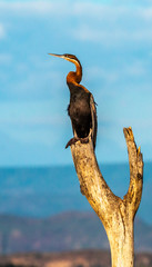 Oiseau - Masa&iuml; Mara Kenya