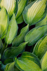 Fototapeta premium Blurry natural floral background. Green texture background with white leaves of hosta. Beautiful corrugated leaves. Textured natural green backdrop. Close-up, cropped shot, vertical. Natural beauty