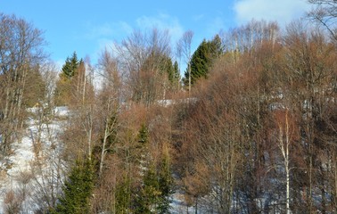 Fototapeta premium landscape forest on the mountain in winter