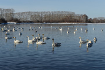Whooper swans on wintering in the south of Western Siberia. Light Lake. 