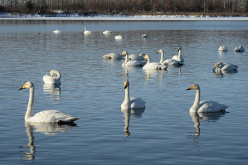 Whooper swans on wintering in the south of Western Siberia. Light Lake. 