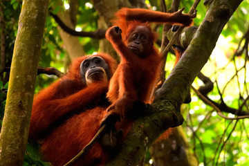 Sumatran orangutan female and its cub in the Gunung Leuser National Park © silentstock639