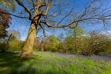 The beautiful natural landscape of the Kew Garden