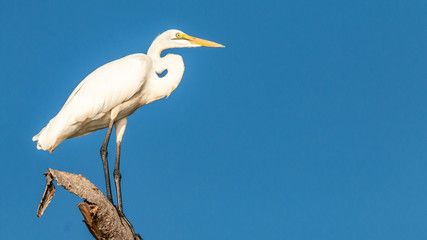 Oiseau - Masaï Mara Kenya