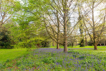 Obraz premium The beautiful natural landscape of the Kew Garden