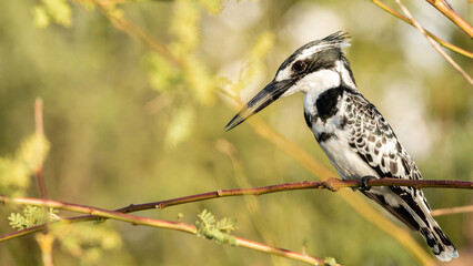 Oiseau - Masaï Mara Kenya