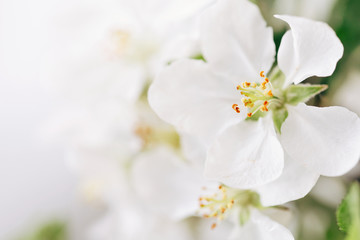 Fototapeta na wymiar apple tree flowers close-up