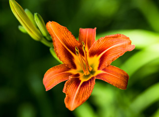 Tiger Lilly