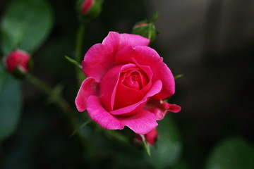 Beautiful pink rose in a garden