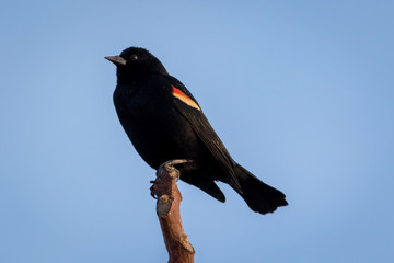 Red Winged Blackbird, Agelaius phoeniceus, perched, blue sky