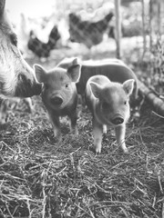 pig and piglets © Maki