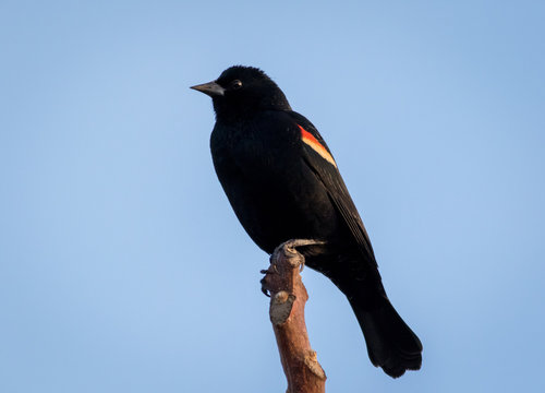 Red Winged Blackbird, Agelaius phoeniceus, perched, blue sky
