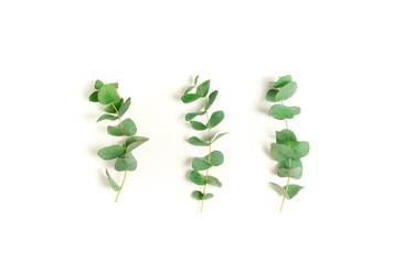 green eucalyptus leaves, branches set isolated on a white background. flat lay, top view. poster