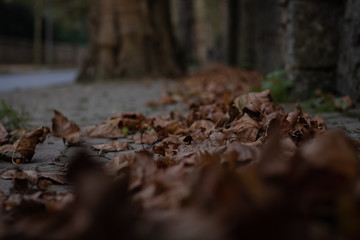 Fallen leaves near the stone wall and trees near the road