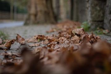 Fallen leaves near the stone wall and trees near the road
