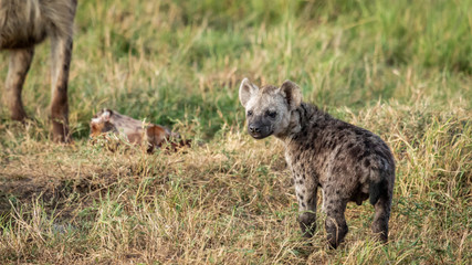 Kenya - Masaï Mara