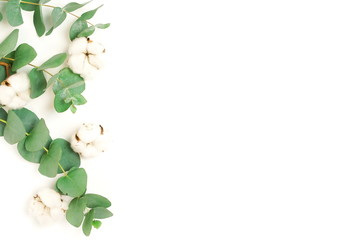 Green eucalyptus leaves, branches and cotton flowers composition banner isolated top view on white background. Copy space. Flat lay