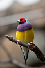 El diamante de Gould (Erythrura gouldiae)​ es una especie de ave paseriforme